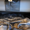 고고씽PC 이미지