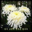 새나리로 Daum카페