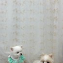 그루비펫 이미지