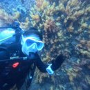 인투호텔 | [제주 여행] 제주도 스쿠버 다이빙 PADI 5STAR 인투다이브 INTO DIVE 문섬 범섬 펀다이빙