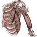 Ruptures of the Rotator cuff 이미지