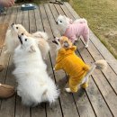 도그포레스트 | 대전 월평동 도그포레스트 : 애견운동장 장소대여 바베큐이용가능 개별화장실 외부음식가능 배달가능...