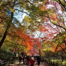1872 핀 | [가을여행] 전주 한옥마을, 임실 치즈 테마파크, 옥정호수 출렁다리 및 붕어섬 생태공원, 내장산 국립...