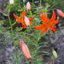 왕피천 은어길 이미지