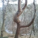 김연아 닮은 소나무 이미지