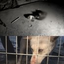 뿌리동물농장 이미지