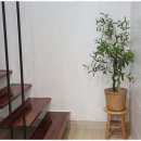 포레스트펜션 이미지