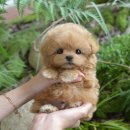 (주)대림메디칼 | 남양주강아지분양 안전한 입양 미유펫에서