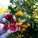 민영농장 이미지