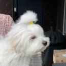 하우스 언더바 이미지