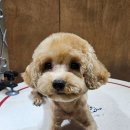 멜팅그루밍 이미지