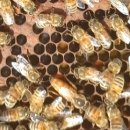 신왕농장 이미지