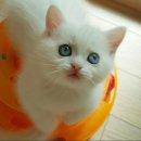 도로시캐터리 이미지