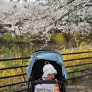 버터플라이 | 디럭스 휴대용 유모차 차이 11개월 부가부 폭스 버터플라이 교체후기