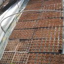 민들레2농장 이미지