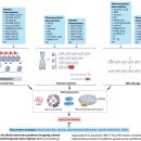 10대 성장기와 60대 노년기 cell cycle 차이 최신논문 이해를 통한 항노화 전략!! 이미지