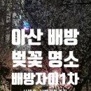 배방자이1차아파트경로당 | 아산 배방 벚꽃 명소, 배방자이1차아파트 산책로 삼백리 둘레길 저녁 산책 야경
