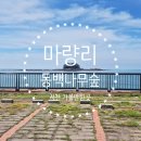 서천 마량리 동백나무 숲 | [마량리 동백나무숲] 충남 서천 가볼만한곳 여행코스 동백꽃 명소 방문후기