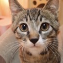 포포(For paw) 이미지