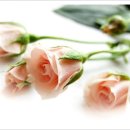 마음엔뜰 이미지