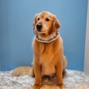 대형견 이발소 이미지