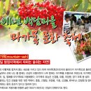 마가목 축제 이미지