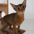 캐터리 페르마타 이미지