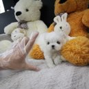 도그웨이 청주점 이미지