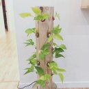 연세봄스킨 이미지