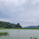 낙동강권 가물치