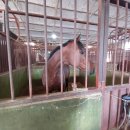 용인목장 이미지