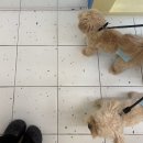 헬로우버디 광교점 | 수원 광교 애견유치원 ‘헬로우버디 광교점 hellobuddy' 1일 체험등원 후기