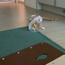 땅콩동물병원 | 마곡 땅콩동물병원 암컷 고양이 중성화 수술 후기