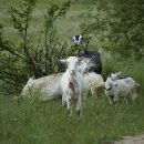 웃음요가-2 이미지