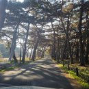 경상북도 청도교육지원청 | ★경남 청도 은행나무 명소 &#39;운문사&#39; 사찰 방문 후기★