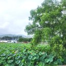 유등연지입구 이미지