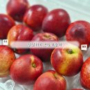 후숙할수록 맛있는 국산복숭아 달달하지 천도복숭아