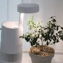 식물등으로 미니공기정청기 기능을? 이미지