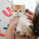 부산고양이분양 미유펫 이미지