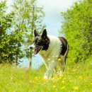 행복한 산책 이미지