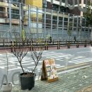 [서울숲] 밋보어 흔하지 않은 덴마크 음식점, 에디션덴마크쇼룸, 서울숲카페, 브런치