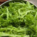 광채농장 이미지