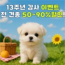 아이러브독 강아지 부천점 이미지