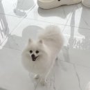 오마이펫 이미지