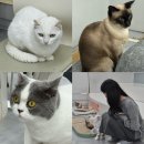 탑골로5번길(3-242) | 건대 이색데이트 카페 추천 고양이도 보고 힐링도 하는 고양이카페 우주로캣 방문 후기