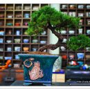 에조마쓰 (일본 북해도산 삼나무) 이미지