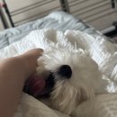 참튼튼병원 | 🐶강아지 잠복고환 중성화 수술 (튼튼동물병원)후기｜비용 &amp; 회복 과정🐶