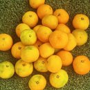 햇살그린농장 | " 제주감귤농장 직송 노지감귤 산지본향 맛좋은감귤 추천‼️"