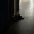 몽글몽글 애견유치원 | 전주 애견카페 [몽글몽글] 방문상세후기, 가격, 메뉴, 위치, 정보