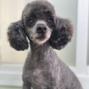 토리켄넬 이미지